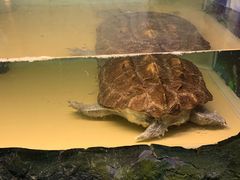 -上海大自然野生昆虫馆(东方明珠·爬宠昆虫探索中心)