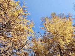 -秦岭风景区