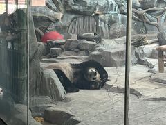 -武汉动物园