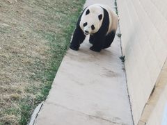 -石家庄市动物园