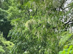 -黔灵山公园