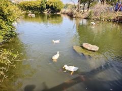 -新江湾城公园