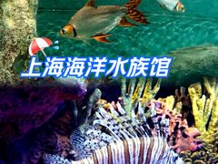 -上海海洋水族馆