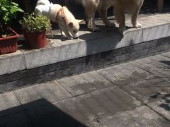 -百好乐宠物友好餐厅(朝外大街店)