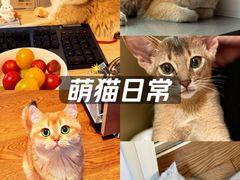 -欣宠猫屋·矮脚拿破仑·蓝金金渐层