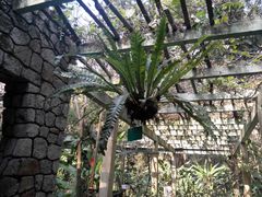 -广西壮族自治区药用植物园