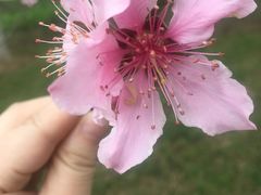 -金鸡湖桃花岛