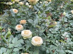 -人民公园(罗湖区)