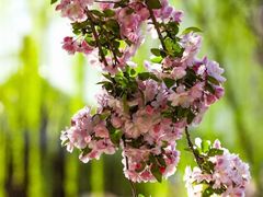 -海棠花溪(元大都城垣遗址公园)