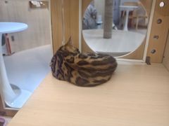 -马小毛老上海里脊肉(南翔印象城店)