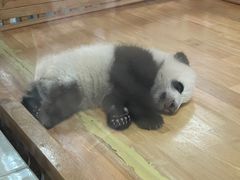 -成都大熊猫繁育研究基地-熊猫厨房