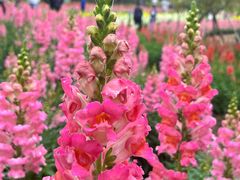 -天适樱花悠乐园