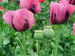 -国家植物园南园