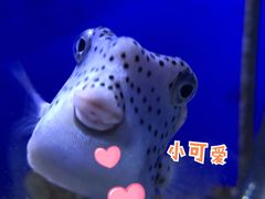 -江和美海洋公园