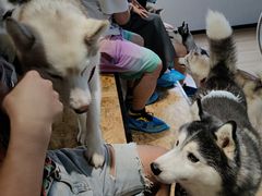 -Husky Go! 哈士奇体验馆·宠物咖啡厅狗咖