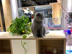 -藏猫猫咖啡主题馆(中央大道店)