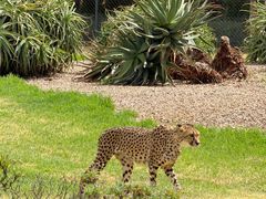 -威勒比开放式动物园
