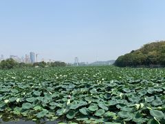 -月湖风景区