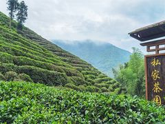 -龙坞茶村
