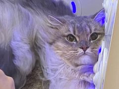-喵zoo家庭繁育猫舍(尖东智能花园店)