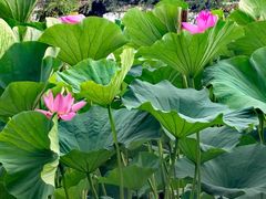 -长春市南湖公园