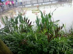 -大湾区中央湿地公园