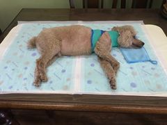 -爱侣宠医·鹦鹉专科·小型哺乳类·异宠专科(灵石路店)