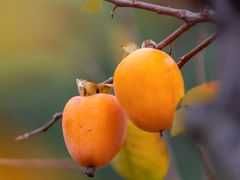 -即墨鹤山风景区