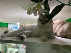 -李小姐の猫咖啡馆(五角场店)