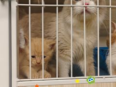 -猫宠乐园·专业洗护