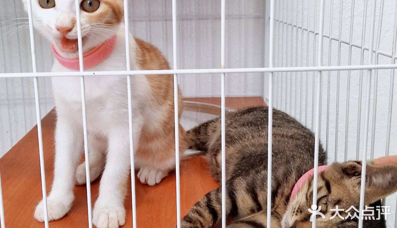 成都探店｜下午茶📷ins风拍照打卡get✔