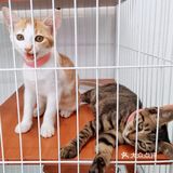 成都探店｜下午茶📷ins风拍照打卡get✔