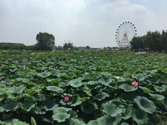 -白洋淀景区