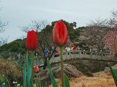 -苏州上方山国家森林公园