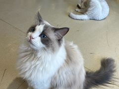 -藏猫猫咖啡主题馆(中央大道店)