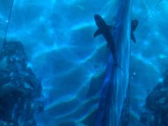 -暹罗海洋世界