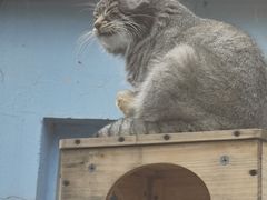 -青藏高原野生动物园