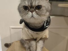 -楼上猫咖(罗湖店)