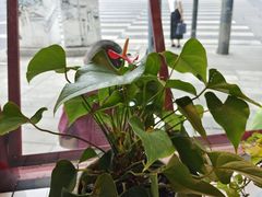 -蛙一刀·麻椒鱼火锅(金仙桥店)
