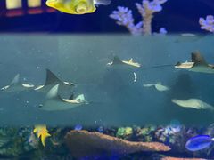 -上海海洋水族馆