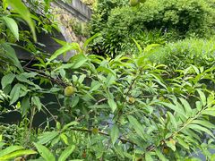 -杭州植物园