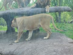 -北京野生动物园