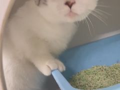 -lincat·猫舍(广州店)