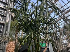 -南山植物园