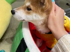 -逗柴咖啡屋·狗咖猫咖宠物桌游