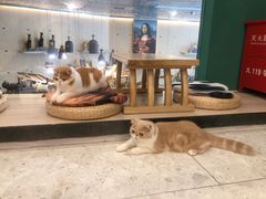 -飞行喵MR PILOT|猫舍·猫咖(静安大融城店)