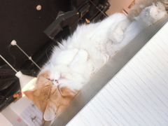 -Cappucimeow猫咪咖啡馆(韦伯时代店)