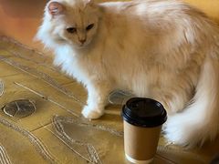 -猫猫幼稚园·撸猫·桌游·电玩