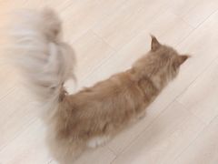 -猫十亿·布偶金渐层·曼基康矮脚猫舍(青年路店)