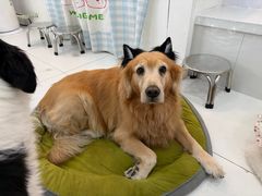 -汪说·狗咖·拼豆·宠物周边DIY(旺城大厦店)
